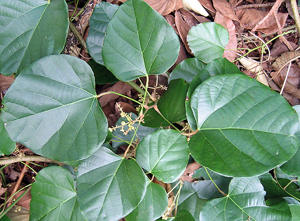 Chondrodendron tomentosum - matières premières pour la production de curare.
