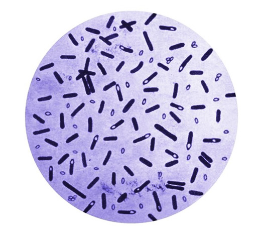 Botulisme-forårsagende bakterier